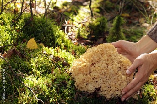 A wild edible fungus Wood Cauliflower (Sparassis crispa) growing in the forest. A woman's hands embrace it. It has a yellowish creamy wavy surface, resembling lasagna noodles or sponge. photo
