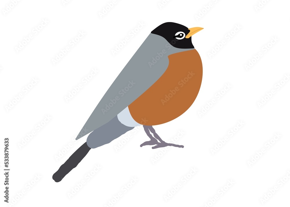robin bird on a branch robin bird on a branch