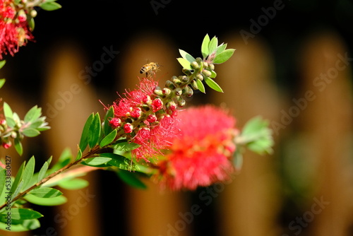 Bee flying on a bright-red Callistemon flower. Callistemon citrinus, also known as bottlebrush, Close-up shot. Selective focus.

