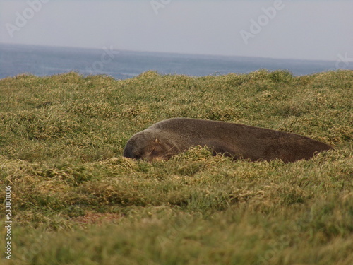 Seal sleeping on grass