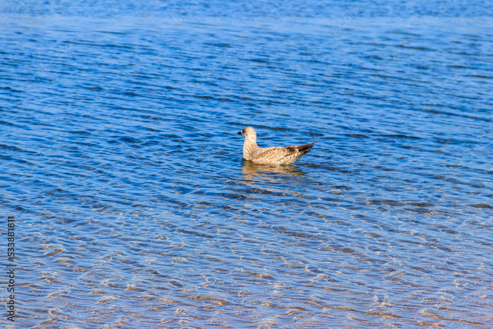 Fototapeta premium Seagull swimming in the Baltic sea