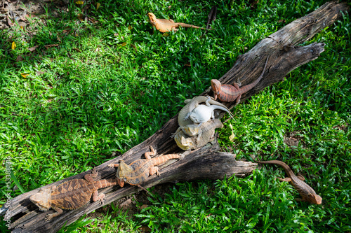 bearded dragon on ground with blur background photo