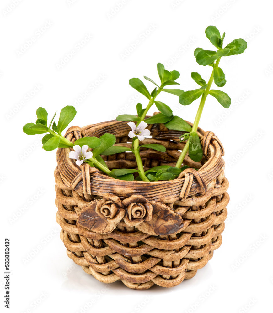 Brahmi or bacopa monnieri tree isolated on white background. Brahmi or bacopa monnieri tree isolated on white background.