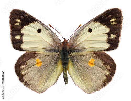 Female Colias croceus or clouded yellow butterfly (Colias crocea) of clear form and isolated on white background photo
