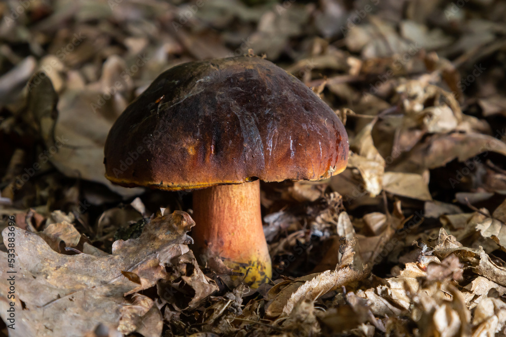 Boletus erythopus or Neoboletus luridiformis mushroom in the forest growing on green grass and wet ground natural in autumn season. Boletus luridiformis is edible mushroom after longer cooking Boletus erythopus or Neoboletus luridiformis mushroom in the forest growing on green grass and wet ground natural in autumn season. Boletus luridiformis is edible mushroom after longer cooking