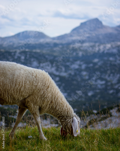 Mountain sheep graze on the top of the Dachstein near the town of Hallstatt.