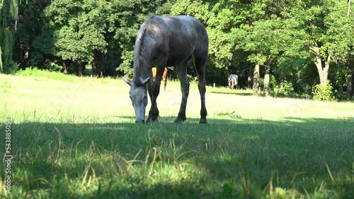 Beautiful roan horse grazing in pasture. Gray mare eating green grass. Adult female equus caballus with dark tail and mane on the field. Spotted perissodactyla pluck and eating plants on sunny day.