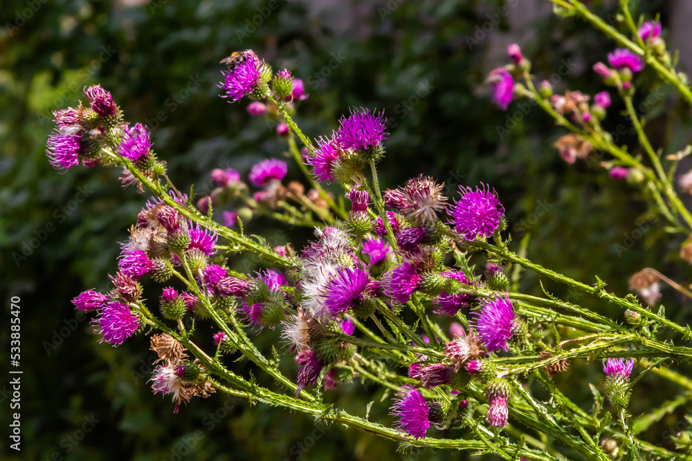 Flowering creeping thistle Cirsium arvense, also Canada thistle or field thistle. The creeping thistle is considered a noxious weed in many countries Flowering creeping thistle Cirsium arvense, also Canada thistle or field thistle. The creeping thistle is considered a noxious weed in many countries