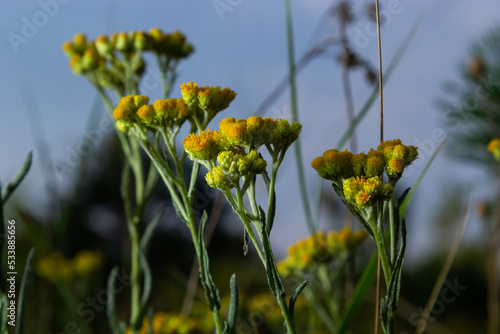 Yellow Mediterranean flowers on the background of the sea with a shallow depth of field. Helichrysum italicum photo