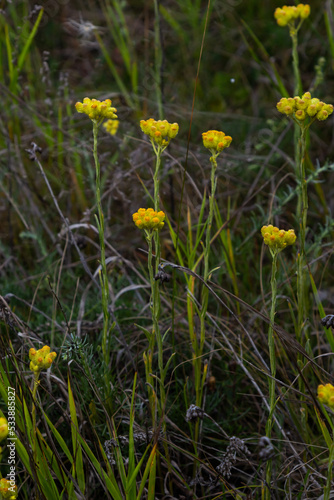 Yellow Mediterranean flowers on the background of the sea with a shallow depth of field. Helichrysum italicum
