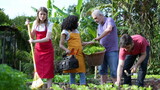 Urban gardeners growing community farming holding organic basket with lettuces. Group of diverse people in local farm