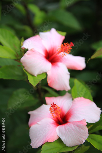 Hibiskus (Hibiscus) oder Eibisch, Blüten