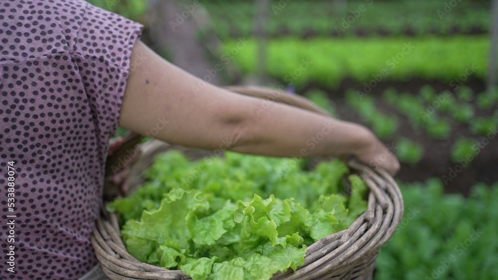 Person carrying green organic food inside basket. Closeup arms holding food walking inside farm