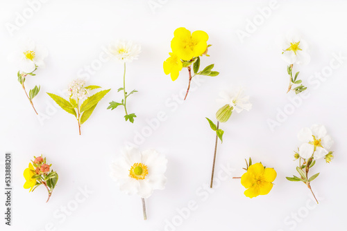 Set of small flowers of the buttercup family white and yellow on a white background, cinquefoil, anemone, daisy, spirea photo