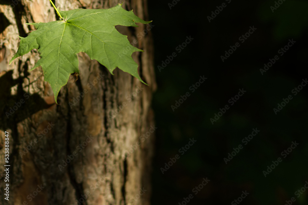 Single maple leaf on a background of bark lit by the morning sun. Early autumn or fall concept.