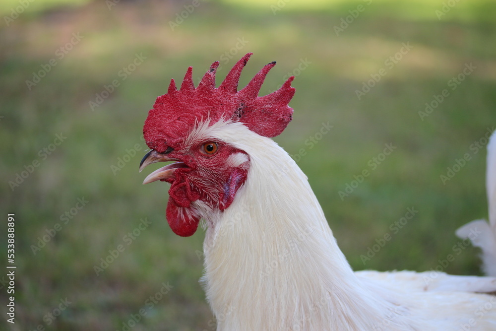 Old rooster. White rooster head with red comb side view.
