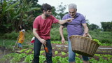 Father and adult son picking organic lettuce at small farm. Group of people growing food