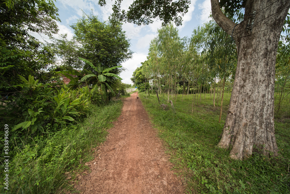 Fototapeta premium typical small village in isaan thailand, in udon thani province.