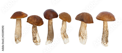 Boletus mushrooms on a white background