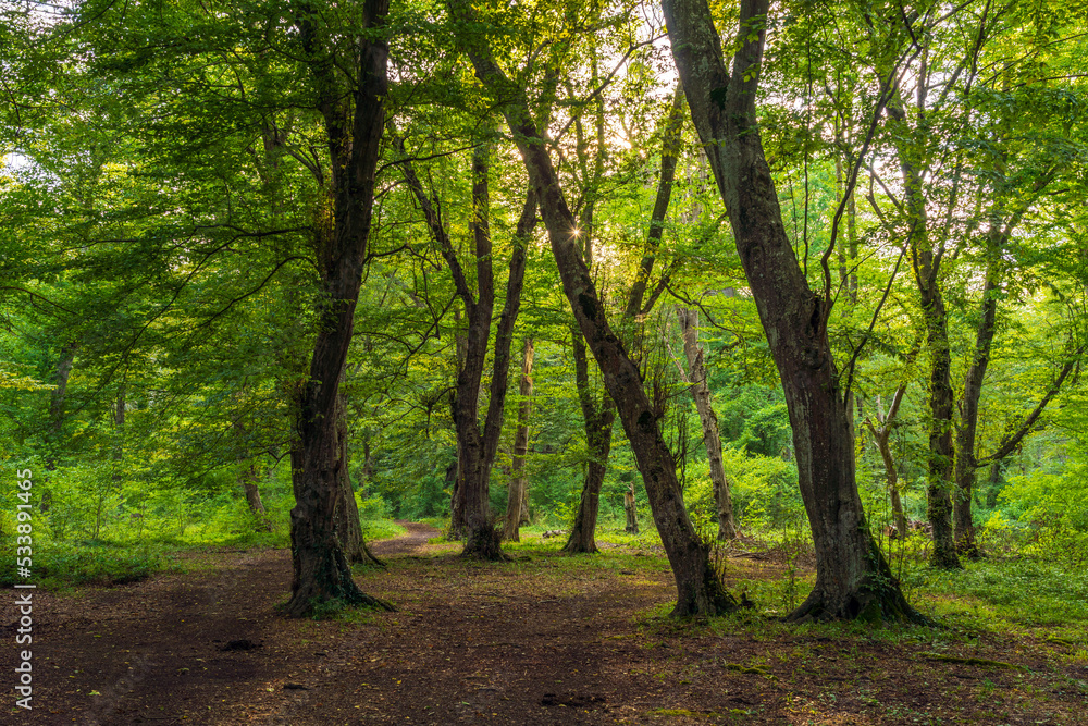 Beautiful green summer forest scenery Beautiful green summer forest scenery