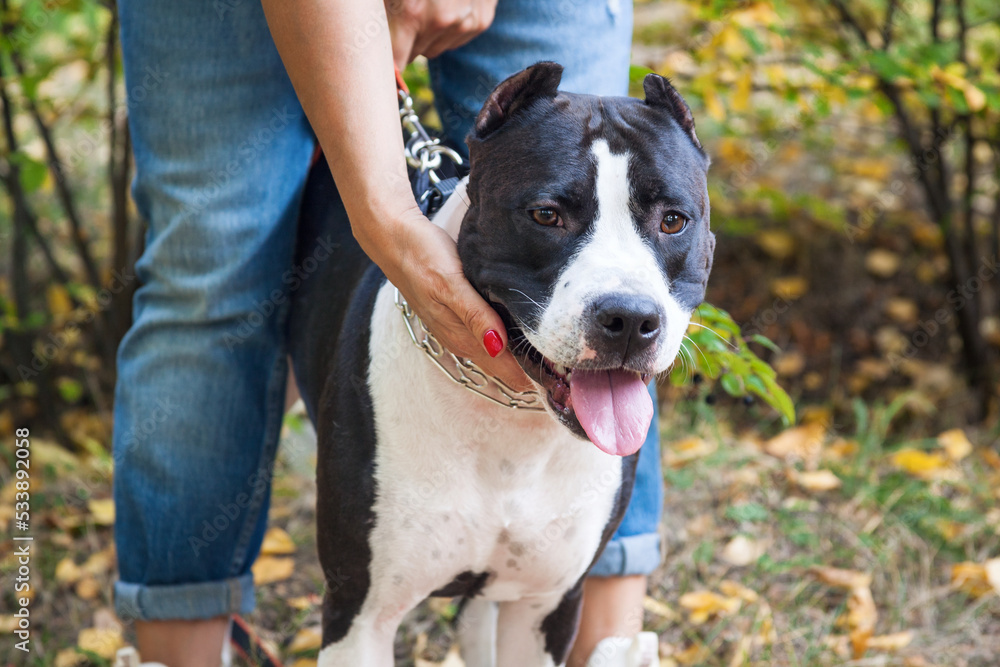 American Staffordshire terrier on a leash with unrecognizable owner.