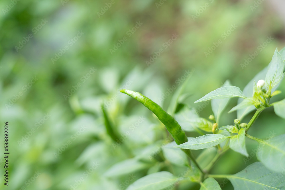 fresh green chilli on growth tree in an organic garden, agricultural produce of the farmers. fresh green chilli on growth tree in an organic garden, agricultural produce of the farmers.