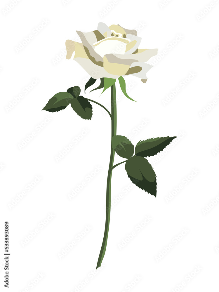 Obraz premium white rose on white