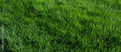 Natural background with grass, green grass texture, selective focus