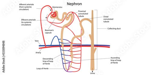 The structure of a nephron with pointers. Vector illustration photo