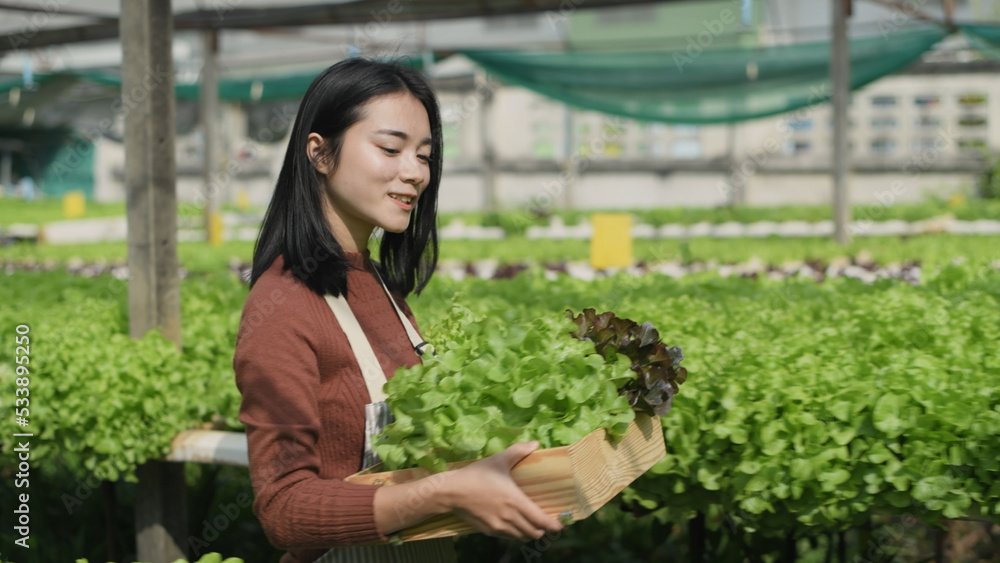 agriculture concept of 4k Resolution. Asian woman explaining about organic vegetable cultivation. Gardener's Confidence. agriculture concept of 4k Resolution. Asian woman explaining about organic vegetable cultivation. Gardener's Confidence.
