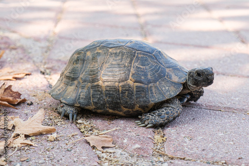Small Greek tortoise crawls on city tiles. Turtle with large claws and a beautiful shell.