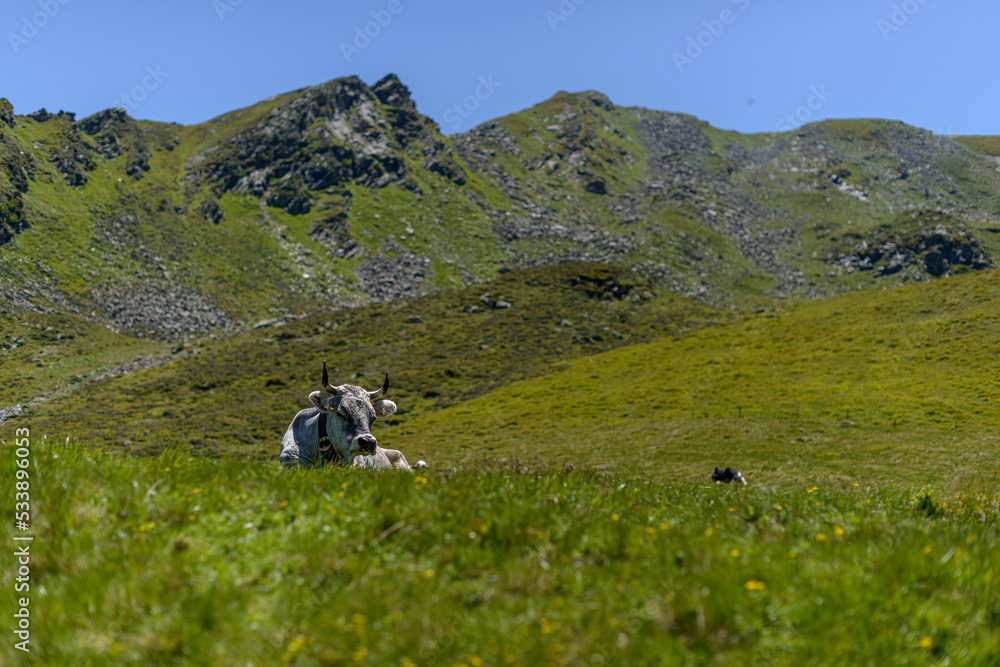 Naklejka premium a cow lies on the alpine meadow