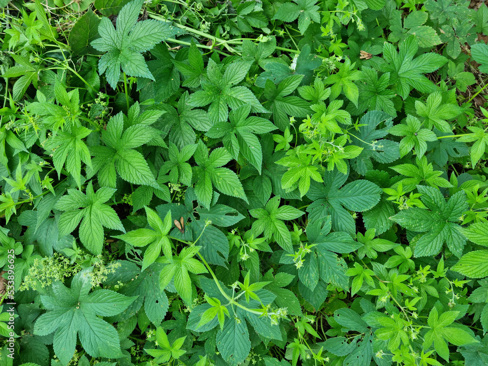 close up Humulus japonicus leaves. close up Humulus japonicus leaves.