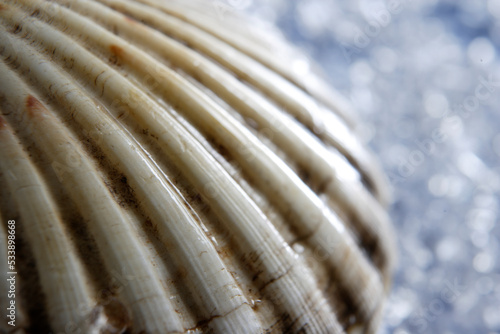 seashell texture on ice background