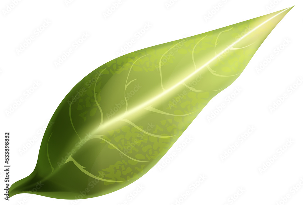 Fototapeta premium Green leaf. Realistic plant element for eco product