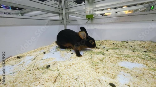 Rabbits are in the stall waiting to be sold.