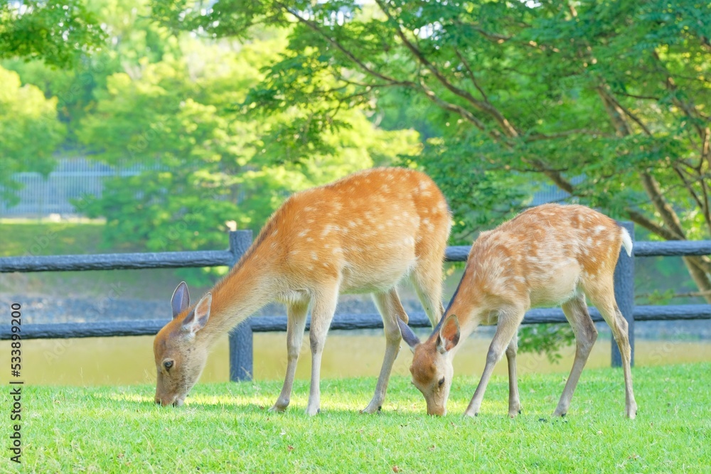 fallow of nara deer in spring	
