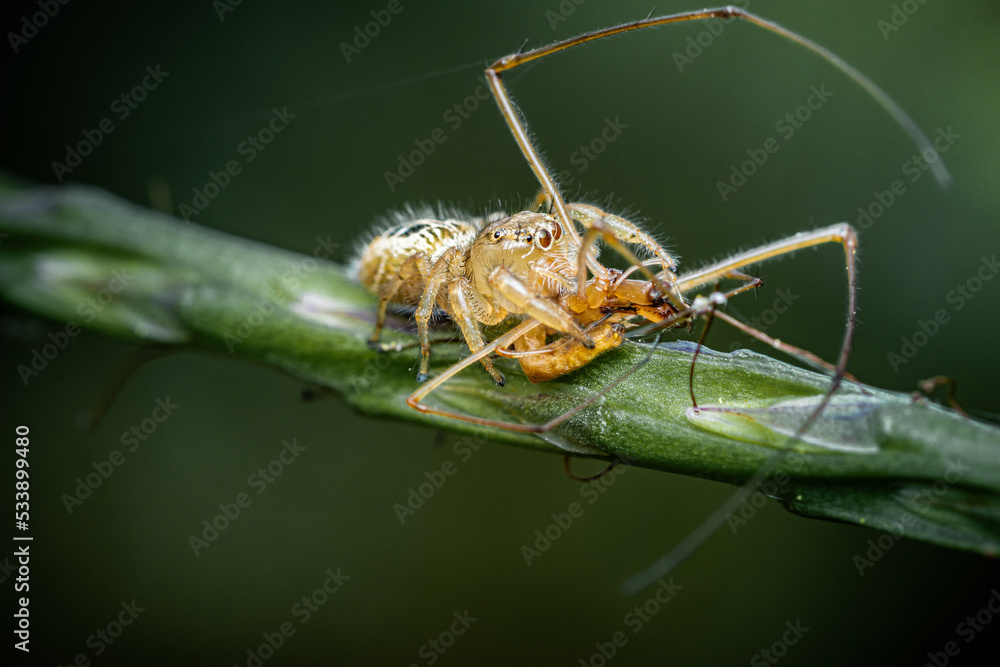 Jumping spider eating prey on green Stachytarpheta jamaicensis tree, Jumping spider and Lynx spider, Selective focus, Macro shot, Natural background, Thailand. Jumping spider eating prey on green Stachytarpheta jamaicensis tree, Jumping spider and Lynx spider, Selective focus, Macro shot, Natural background, Thailand.