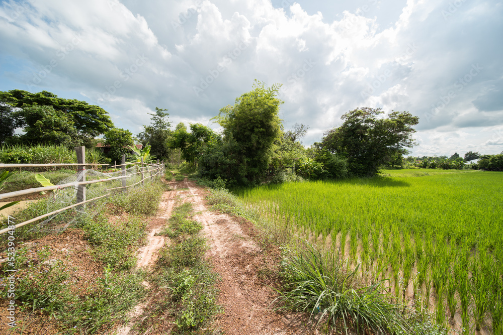rice fields in isaan thailand in udon thani province.