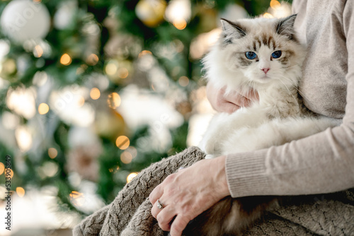 Foto Girl with ragdoll cat in Christmas