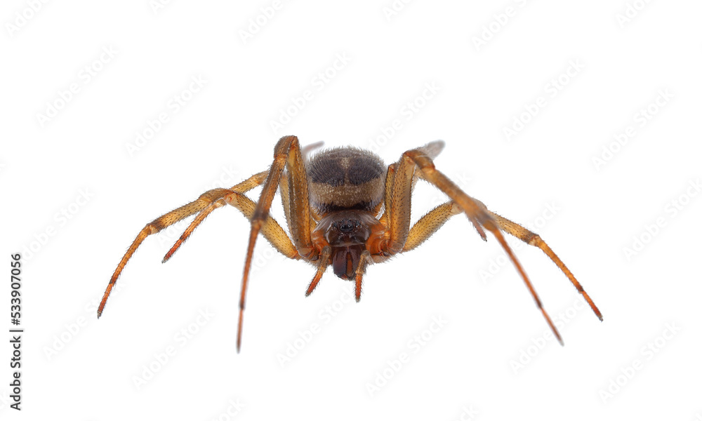 Noble false widow spider isolated on white background, Steatoda nobilis old mature female Noble false widow spider isolated on white background, Steatoda nobilis old mature female