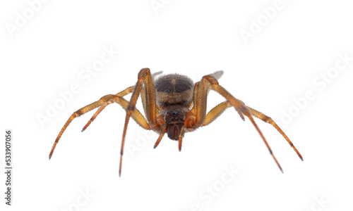 Noble false widow spider isolated on white background, Steatoda nobilis old mature female