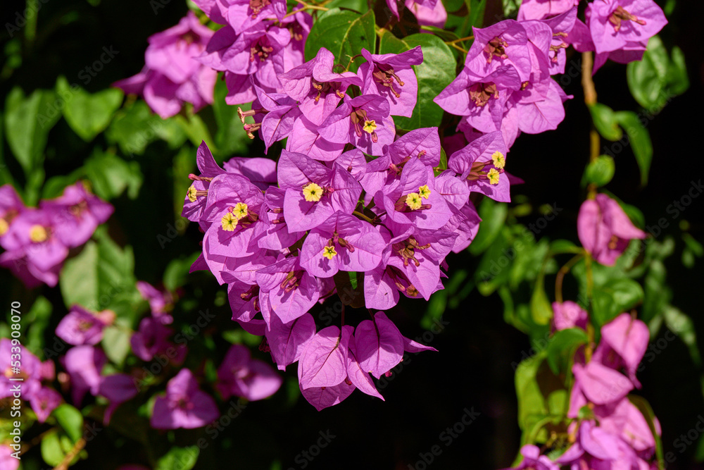 pink bougainvillea flowers in the garden
