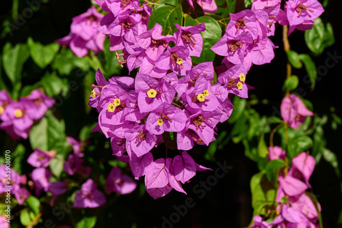 Obraz na płótnie pink bougainvillea flowers in the garden w salonie