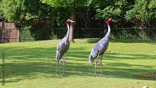 The Sarus crane, Grus antigone is a large non-migratory crane found in parts of the Indian Subcontinent, Southeast Asia and Australia.  photo