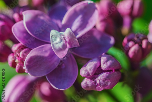 Blooming lilac- botanical garden. Soft focus- background pink