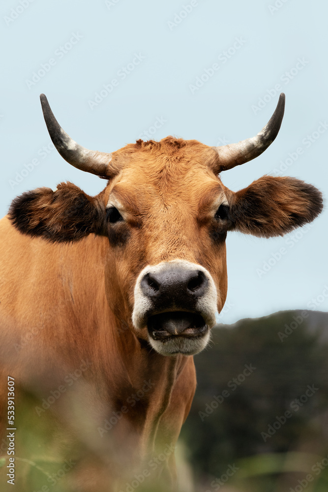portrait of an Asturian cow. Extensive livestock concept portrait of an Asturian cow. Extensive livestock concept