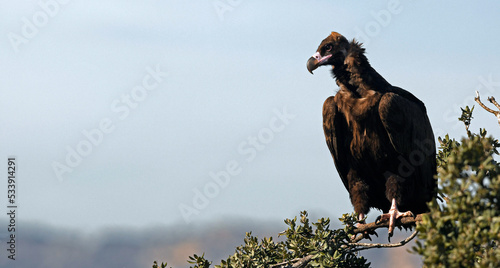Cinereous vulture // Mönchsgeier (Aegypius monachus) photo