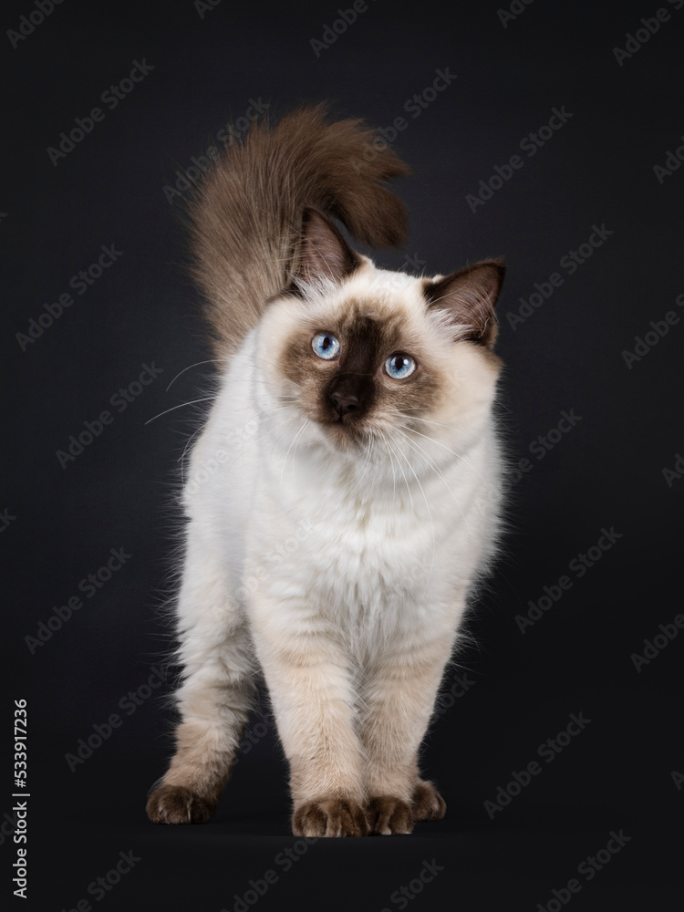 Fluffy young seal point ragdoll cat, standing up facing front. Looking beside camera with light blue eyes. Isolated on a black background.