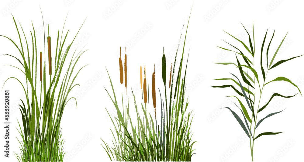 Image of a green reed or bulrush on a white background.Isolated vector drawing. - obrazy, fototapety, plakaty 